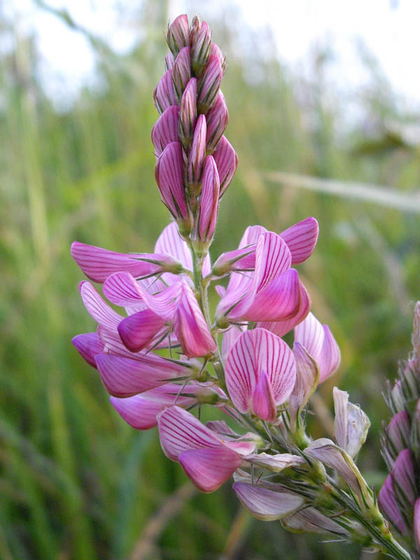 Onobrychis viciifolia